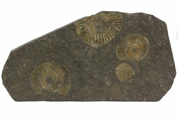 Dactylioceras Ammonite Cluster - Posidonia Shale, Germany #79307
